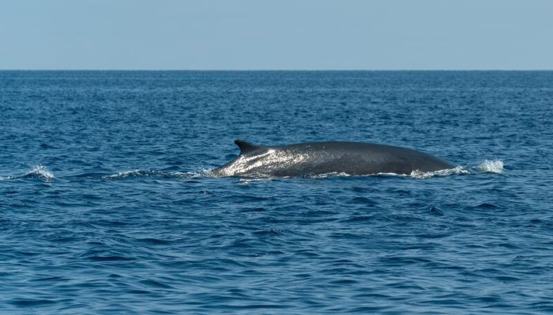 varazze-pelagos-sanctuary-wildlife-cruise-with-guide