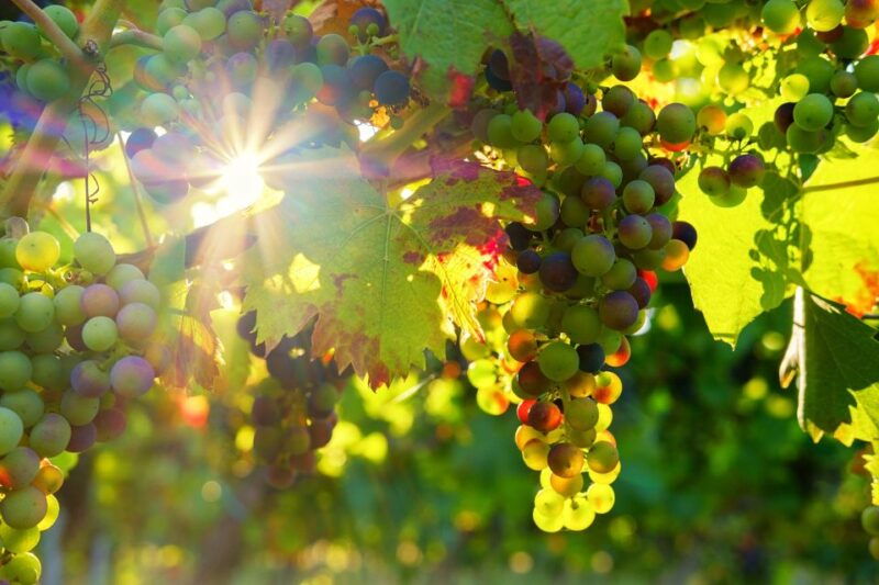 vinho-verde-full-day-premium-wine-tour