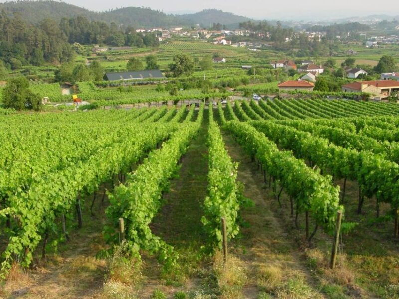 vinho-verde-private-wine-experience