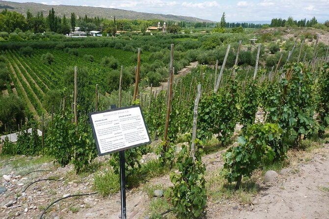 visit-family-wineries-with-lunch-and-private-transfer