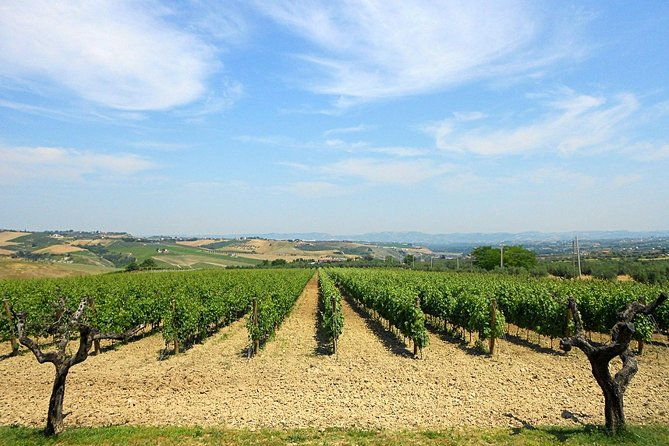 visit-the-marchesi-de-cordano-winery-and-taste-its-wines