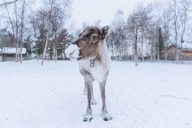 visit-the-sami-and-reindeer-in-a-day-trip-from-abisko