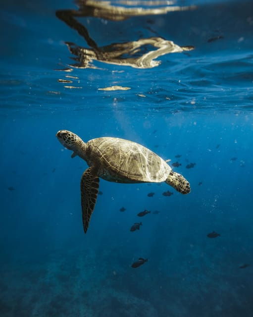 waikiki-sea-turtle-snorkeling-small-group-boat-tour