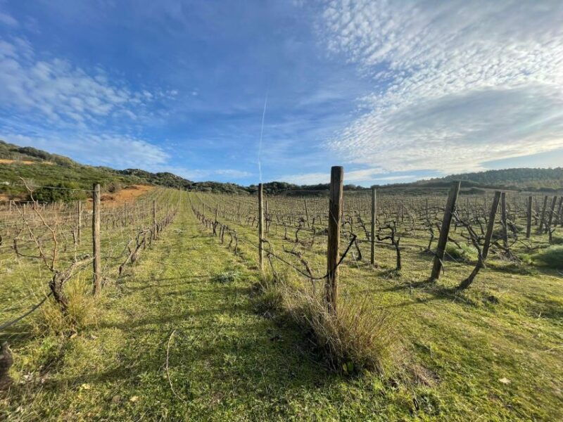 walk-through-our-vineyard-and-aperitif