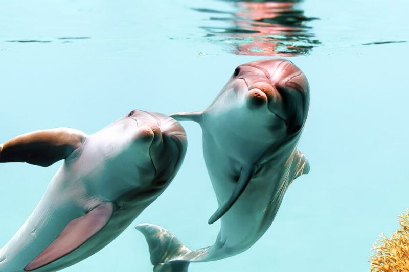 west-oahu-turtles-dolphins-and-snorkeling-tour-with-lunch