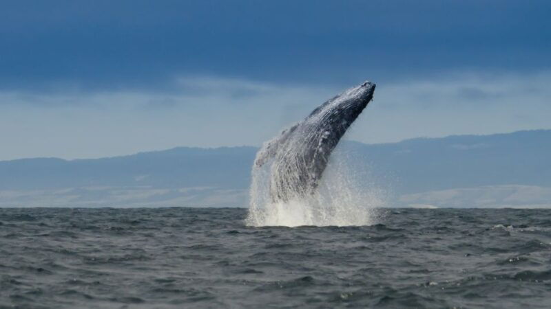 whale-and-wildlife-watching-private-and-semi-private-tours