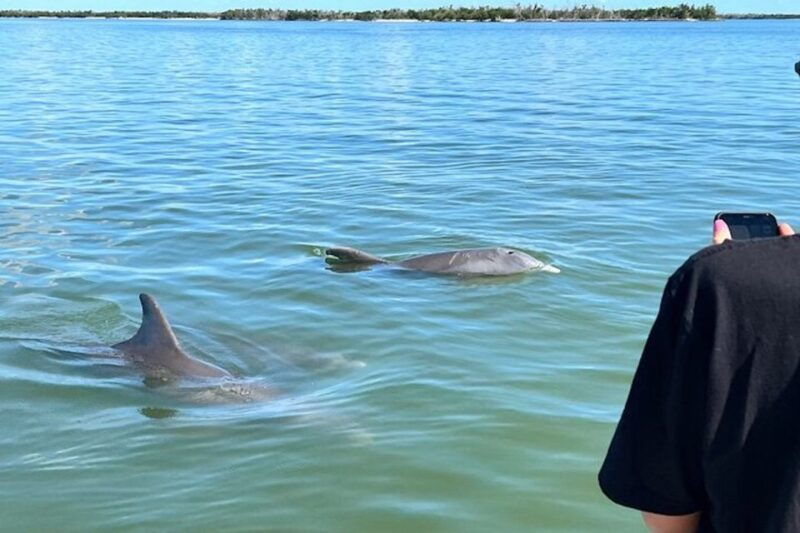 wild-dolphin-boat-tour