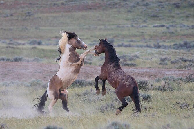 wild-mustang-half-day-tour-cody-wyoming-private
