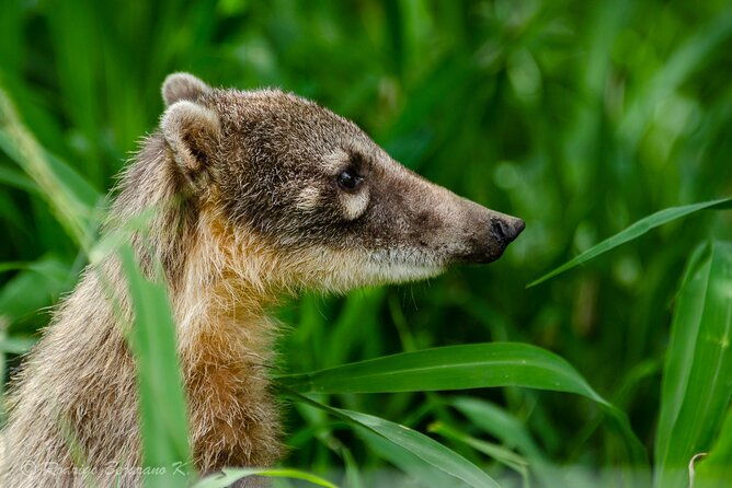 wildlife-rescue-center-in-nature-reserve-near-santa-cruz