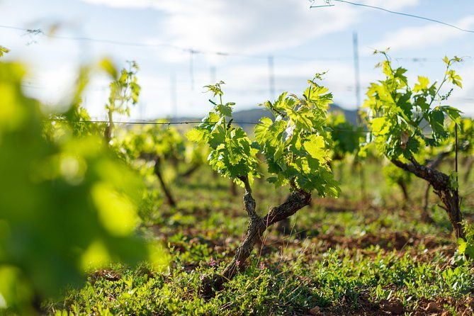 wine-tasting-tour-4