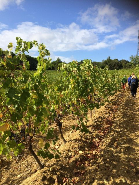 wine-tour-cathar-country