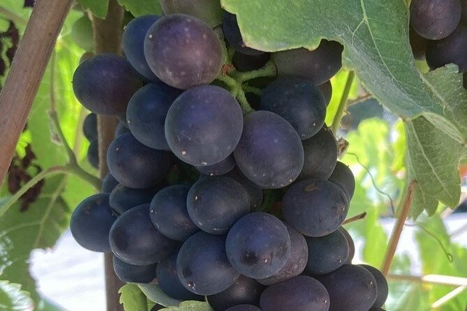wine-tours-of-santa-barbara-county