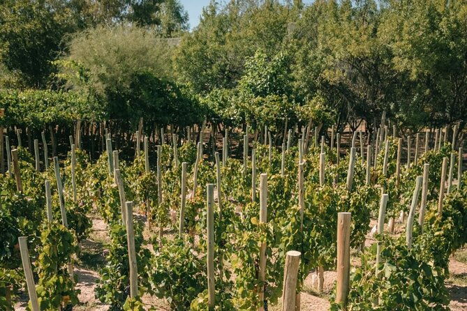 winery-the-enemy-argentine-roast-with-wine-private-transportation