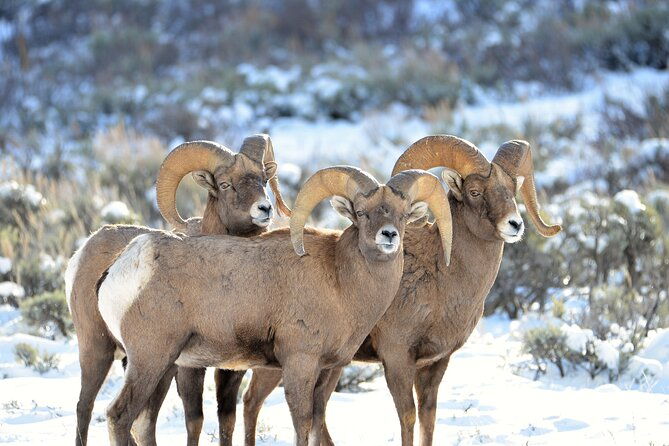 winter-wildlife-safari-in-yellowstone-national-park