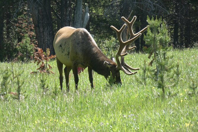 yellowstone-lower-southern-loop-tour