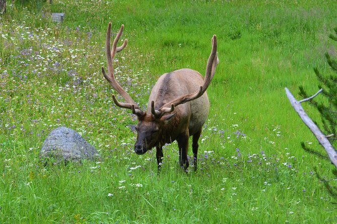 yellowstone-national-park-2-day-tour-upper-and-lower-loop