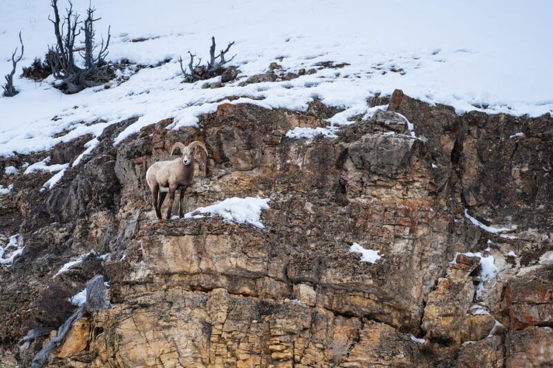 yellowstone-national-park-3-day-wildlife-photography-tour