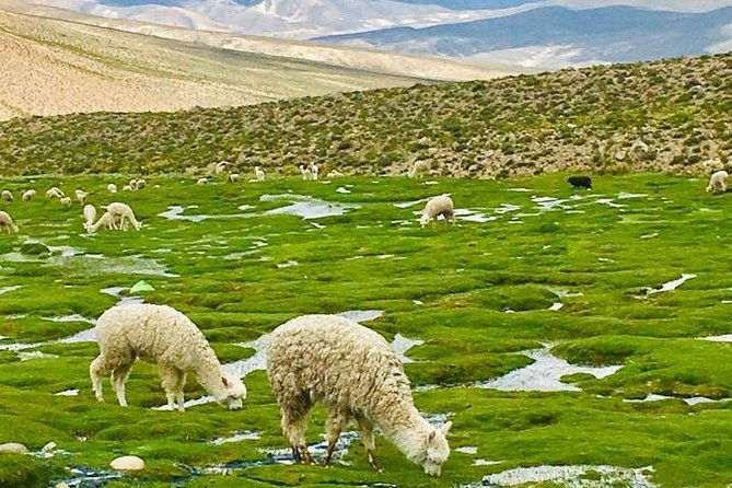 3days-colca-canyon-trek-3d-2n