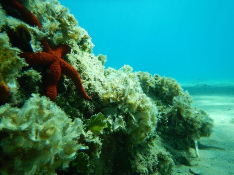 1-hour-snorkeling-tour-in-paraggi-bay-portofino
