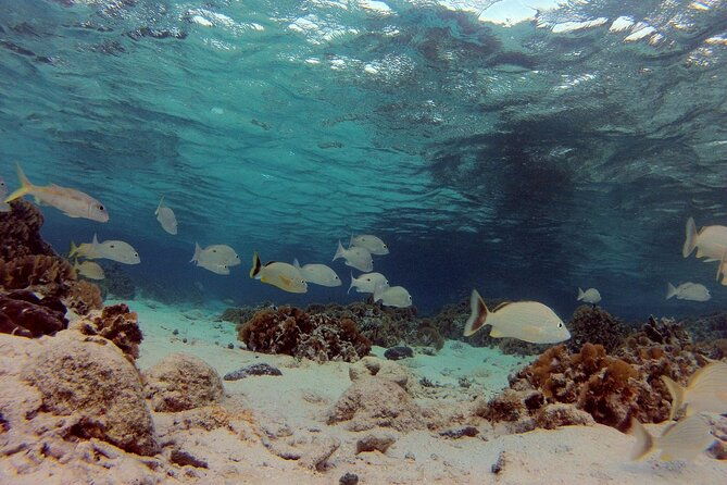 1-stop-snorkel-adventure-with-beach-break