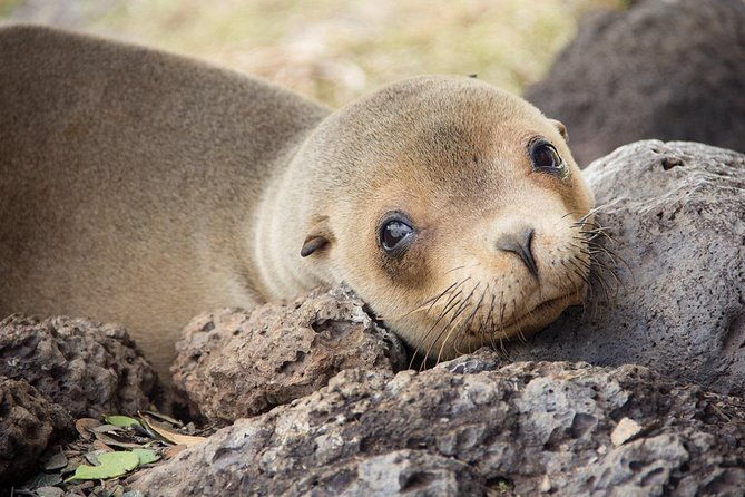 12-day-cusco-machu-picchu-galapagos-islands-tour