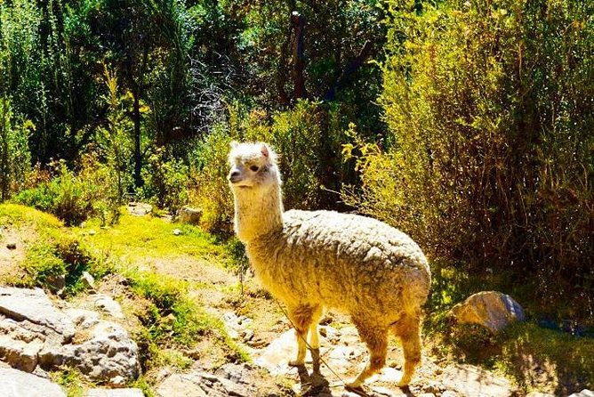 2-day-lake-titicaca-and-sun-island-isla-del-sol-from-la-paz