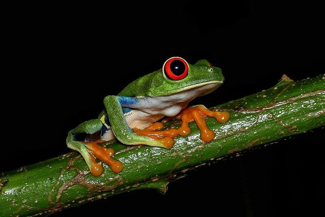 2-hours-night-walk-at-la-fortuna-with-tour-guide