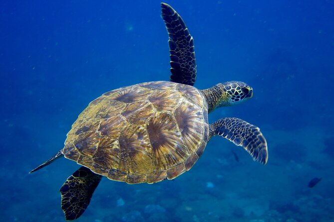2-tanks-scuba-dive-kauai-from-a-boat