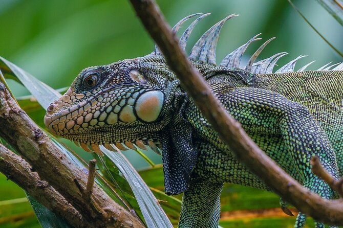 3-day-pacaya-samiria-amazon-nature-reserve-from-iquitos