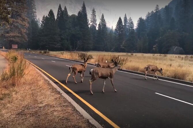 3-day-tour-san-francisco-yosemite-national-park-and-la