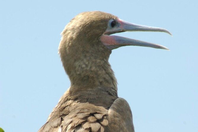 3-hour-belize-birdwatching-guided-tour