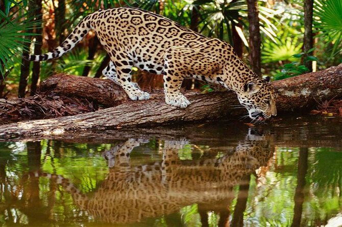 4-day-jungle-of-peru-tambopata-nature-reserve