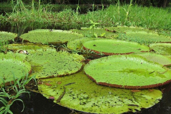4-days-unique-experience-at-amazon-lodge-immersion-on-a-jungle-adventure