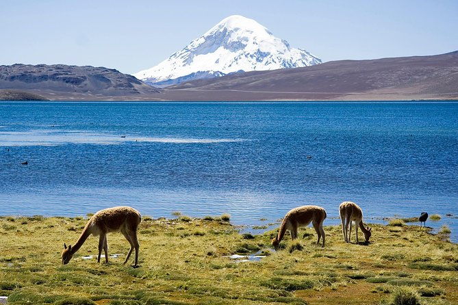 4-days-unique-experience-at-the-chilean-high-plateau