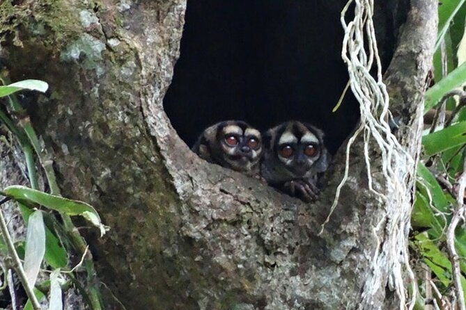 5-days-cuyabeno-amazon-jungle-with-accommodation-in-tucan-lodge