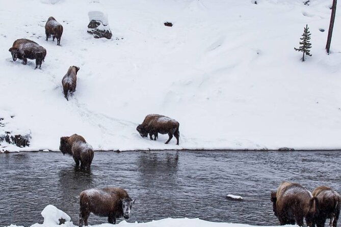 6-day-winter-wonderland-tour-in-yellowstone-national-park