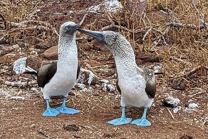 7-days-galapagos-island-hopping-tour-in-ecuador