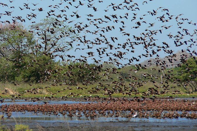 7-hour-private-tour-in-palo-verde-national-park-with-pickup