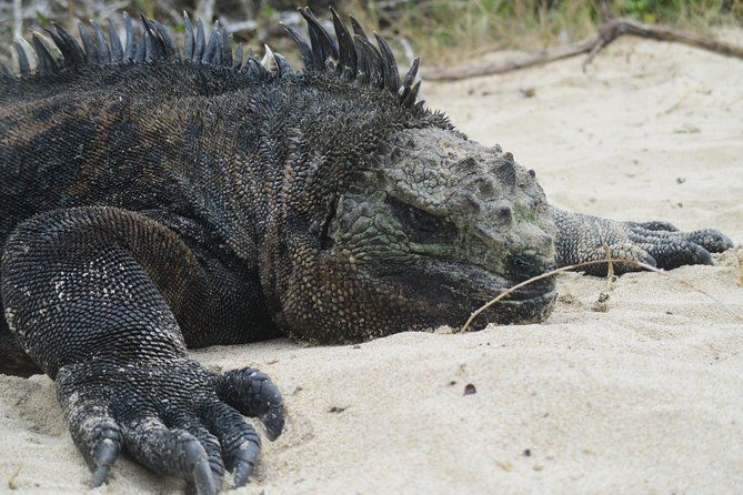 8-day-best-of-quito-and-galapagos-santa-cruz-isabela-unhinhabited-island