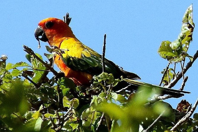 8-day-rupununi-savanna-and-kaieteur-water-falls-adventure-from-georgetown