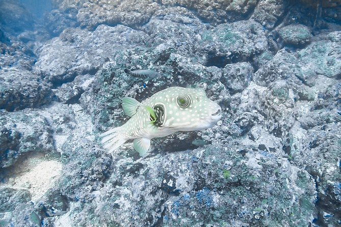 advanced-open-water-dive-certification-in-tamarindo