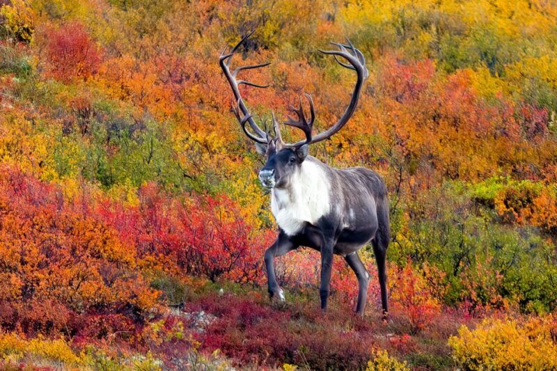 alaska-9-day-ocean-wildlife-to-interior-wilderness-adventure