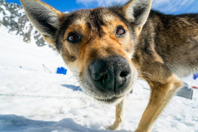 alaska-helicopter-and-glacier-dogsled-tour-seward-area