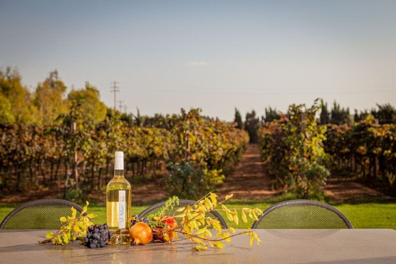 alghero-wine-and-olive-oil-tasting-at-a-local-farm