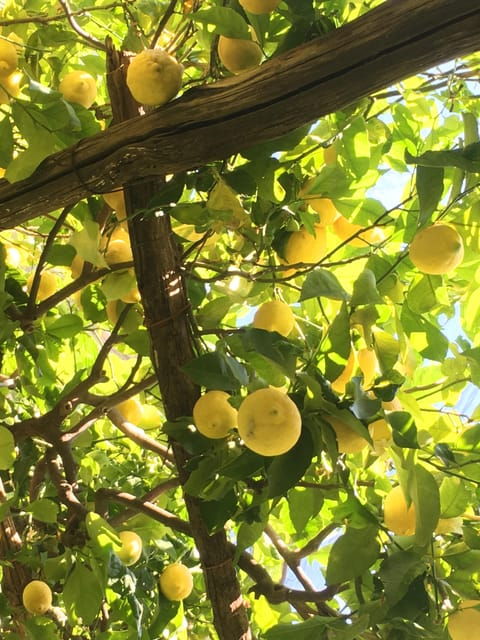 amalfi-organic-lemon-tour-wine-tasting-dinner-or-lunch