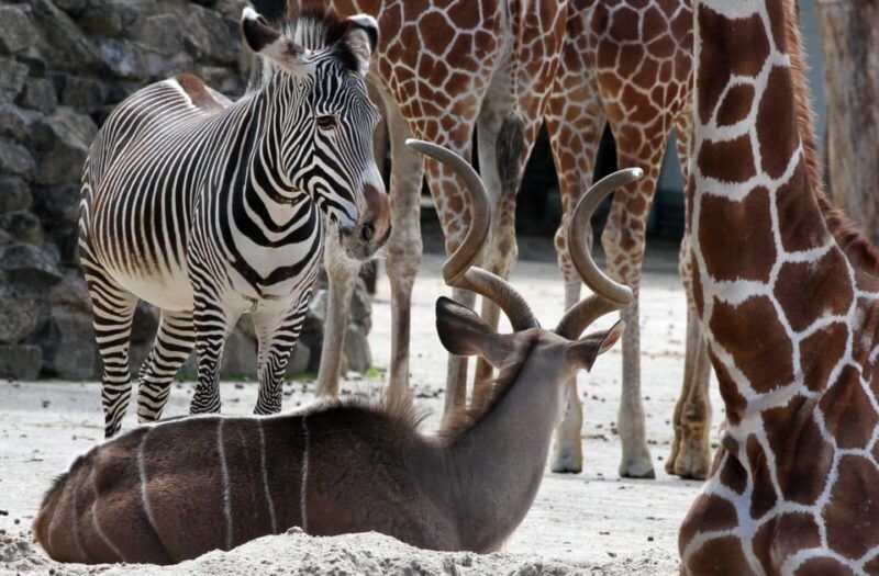amsterdam-artis-royal-zoo-artis-micropia-combo-ticket