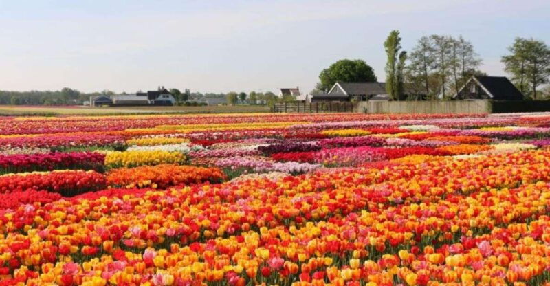 amsterdam-private-tour-tulips-keukenhof-windmill-cheese