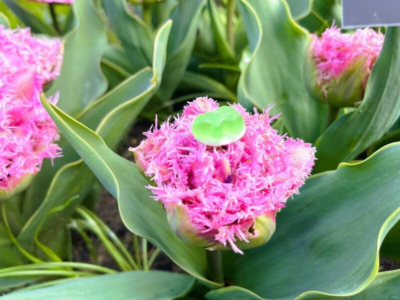 amsterdam-tulips-windmill-full-day-private-tour-by-car
