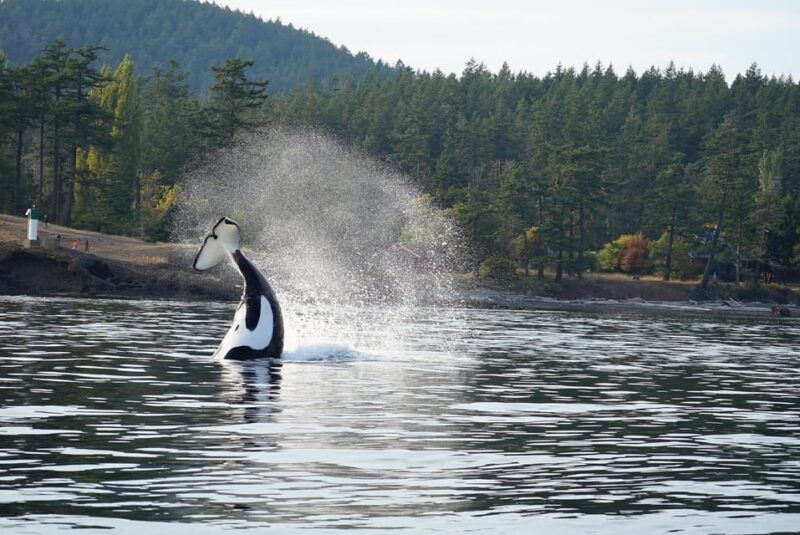 anacortes-whale-and-orca-boat-tour-near-seattle