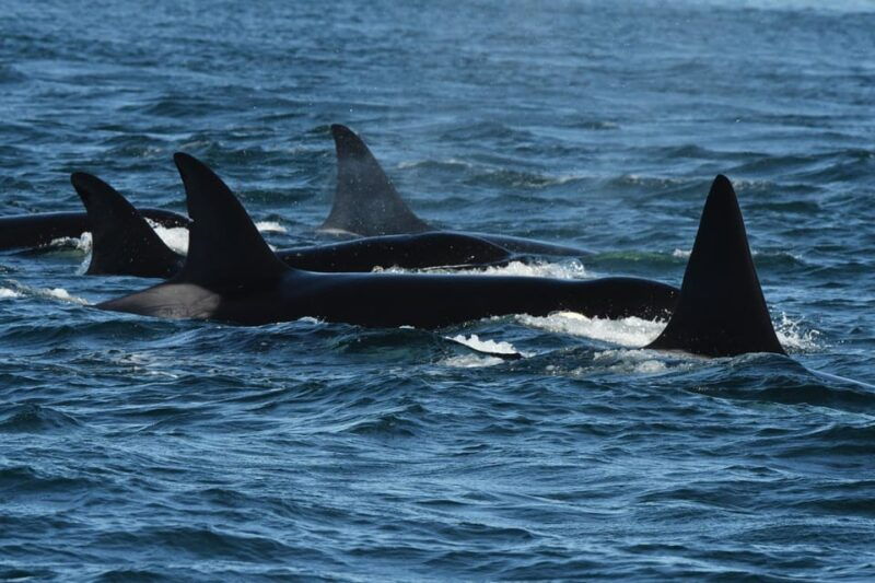 anacortes-whale-watching-adventure-tour-zodiac-boat